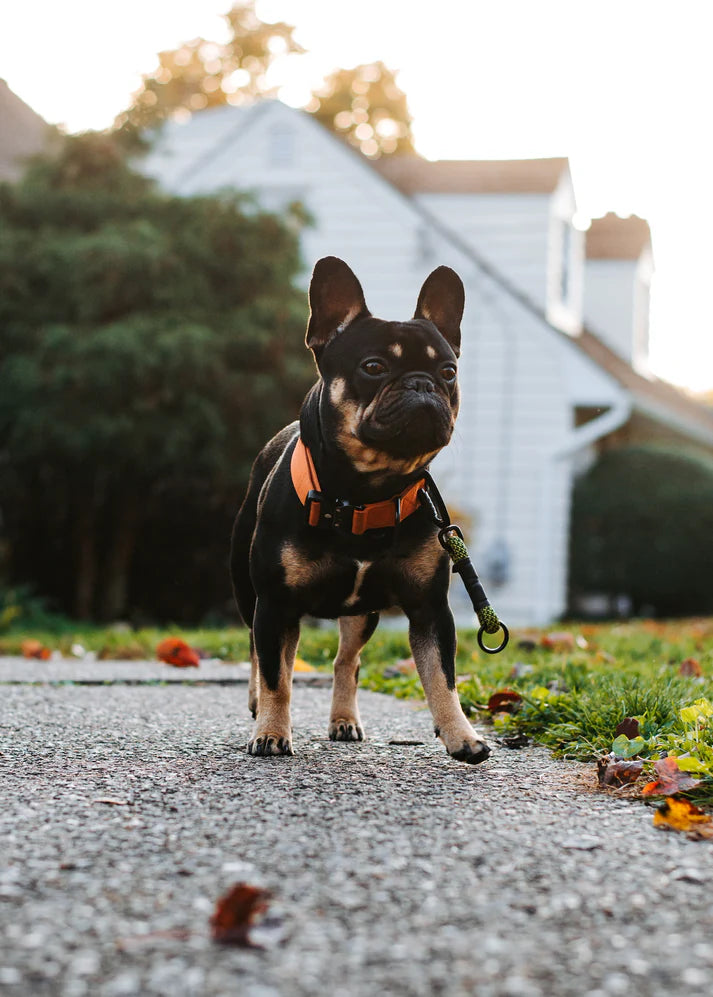 Howler Collar - 1.5 Inch