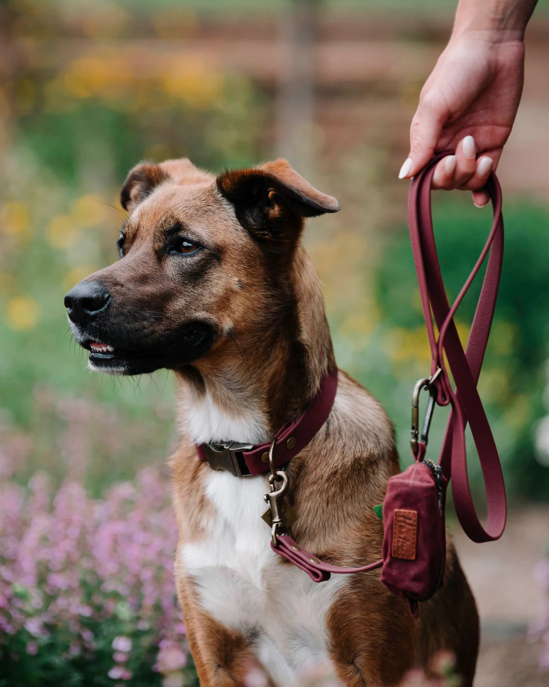 Merlot Quick Release Collar