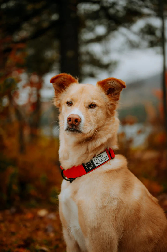 Howler Collar - 1.5 Inch