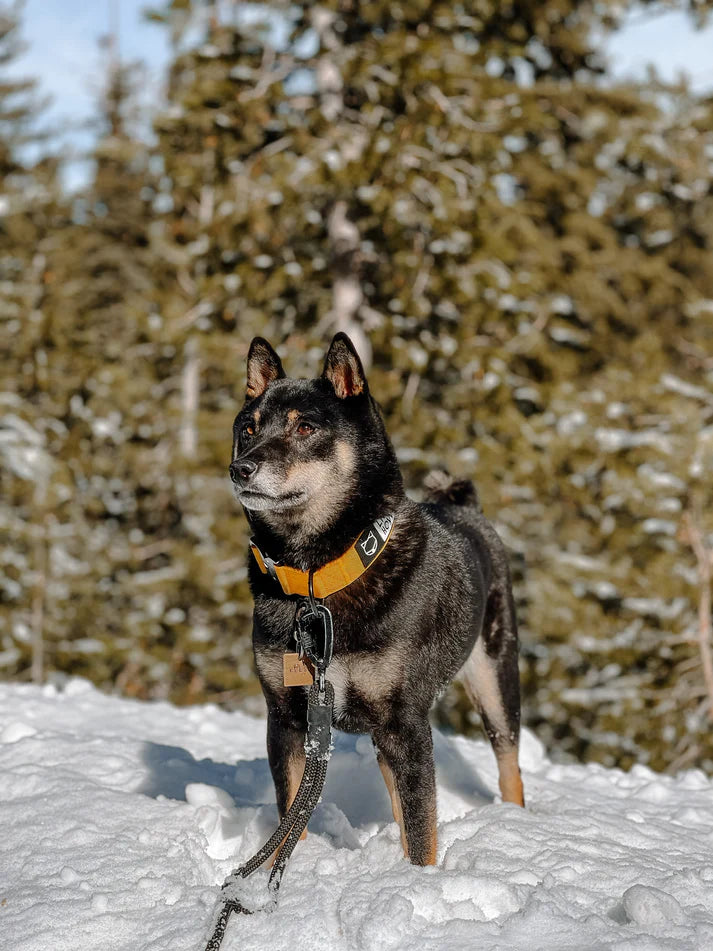 Howler Collar - 1.5 Inch