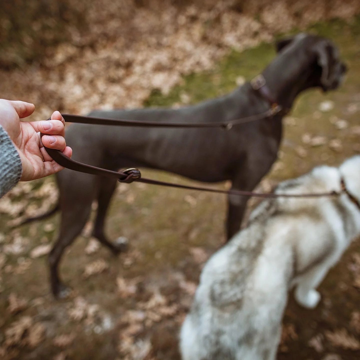 The Summit Leash / All-in-one + Hands Free
