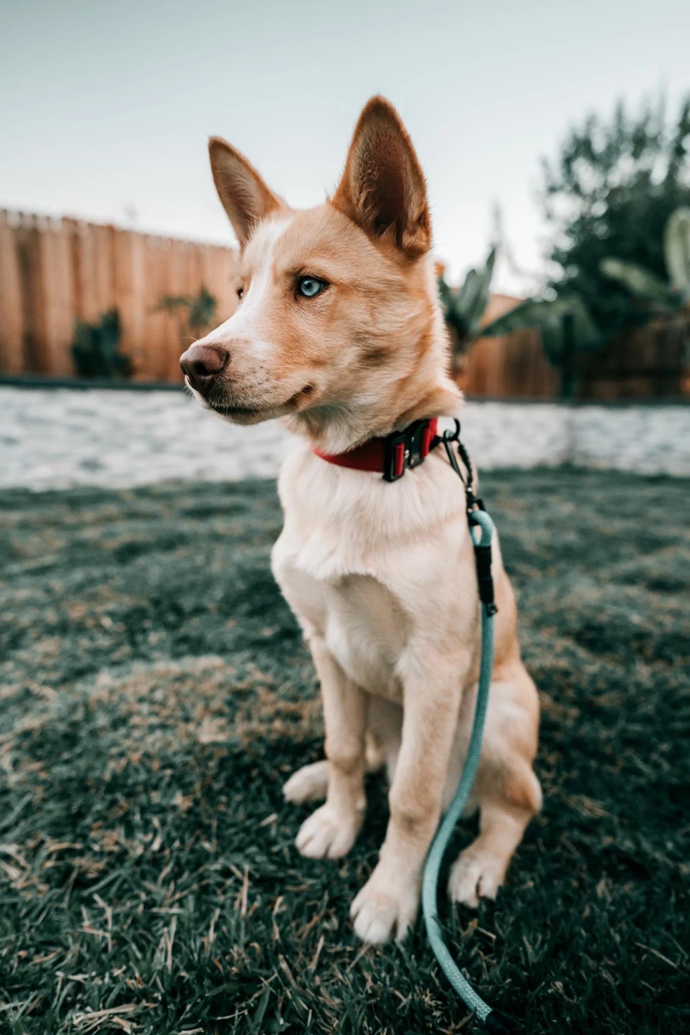 Howler Collar - 1 Inch